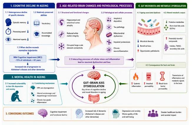 Figure 1.  Ageing-related gut-brain axis dysregulation and brain health decline. Ageing is associated with selective cognitive decline, increased risk of mild cognitive impairment and dementia, structural and pathological brain changes, and greater vulnerability to late-life depression and anxiety (from Mohamed et al.)
