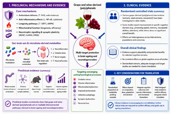 Figure 2. Summary of evidence linking grape- and wine-derived (poly)phenols to brain ageing and cognitive health. Grape- and wine-derived (poly)phenols influence multiple biological pathways implicated in brain ageing, including oxidative stress, inflammation, mitochondrial dysfunction, proteostasis, autophagy, neurotrophic signalling, and synaptic plasticity (from Mohamed et al)